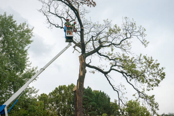 Tree Service Company in Murrysville, PA